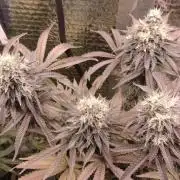 Zamnesia Runtz 8 seeds custom made room.