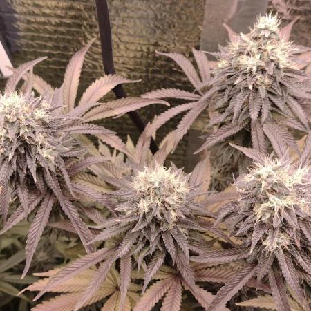 Zamnesia Runtz 8 seeds custom made room.