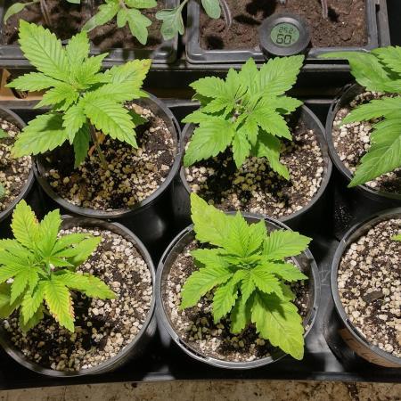 6 Strain 6 Plant Grow.