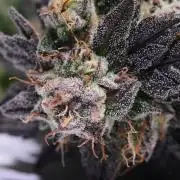 Zamnesia Runtz 8 seeds custom made room.