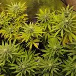 Zamnesia Runtz 8 seeds custom made room.