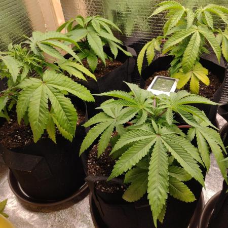 Zamnesia Runtz 8 seeds custom made room.