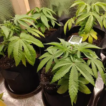 Zamnesia Runtz 8 seeds custom made room.