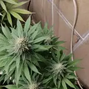 Zamnesia Runtz 8 seeds custom made room.