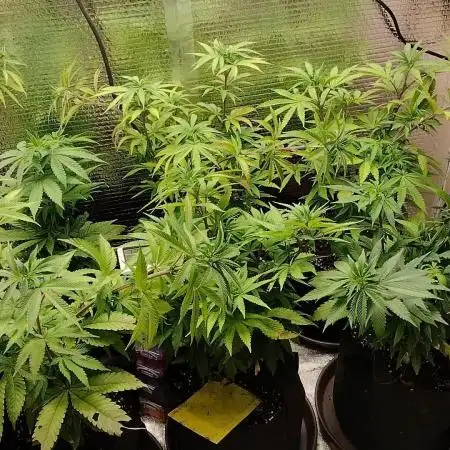 Zamnesia Runtz 8 seeds custom made room.