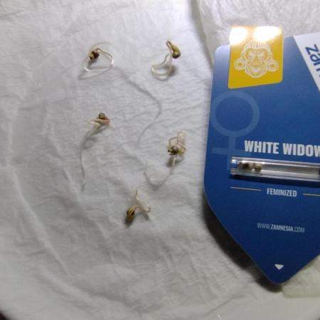 Zamnesia White Widow x5
