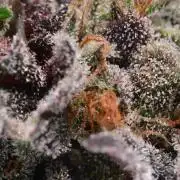 Zamnesia Runtz 8 seeds custom made room.