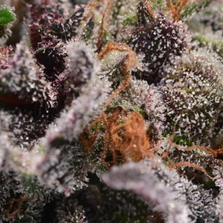 Zamnesia Runtz 8 seeds custom made room.