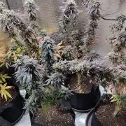 Zamnesia Runtz 8 seeds custom made room.