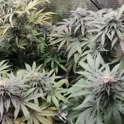 Zamnesia Runtz 8 seeds custom made room.