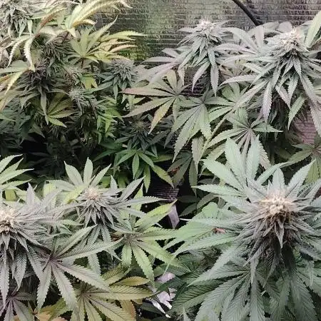 Zamnesia Runtz 8 seeds custom made room.