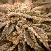 Zamnesia White Widow x5