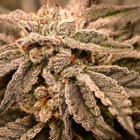 Zamnesia White Widow x5