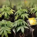 Zamnesia Runtz 8 seeds custom made room.