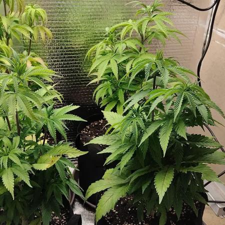 Zamnesia Runtz 8 seeds custom made room.