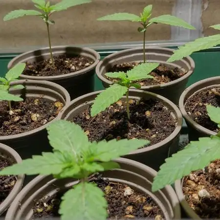 Zamnesia Runtz 8 seeds custom made room.