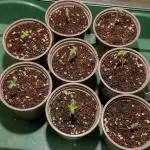 Zamnesia Runtz 8 seeds custom made room.