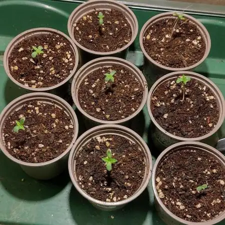 Zamnesia Runtz 8 seeds custom made room.