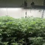 Shed Grow