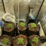 Orange Sherbet Grow