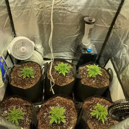 Orange Sherbet Grow