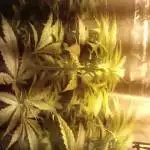 Critical Kush