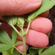 Late Spring Grow 2020