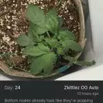 Zkittlez OG auto