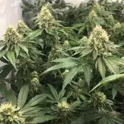 Ripper Seeds Shimo x2 + Kmintz x2