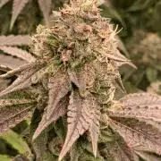 Ripper Seeds Shimo x2 + Kmintz x2