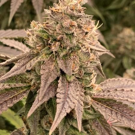 Ripper Seeds Shimo x2 + Kmintz x2
