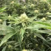 Ripper Seeds Shimo x2 + Kmintz x2