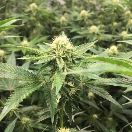 Ripper Seeds Shimo x2 + Kmintz x2