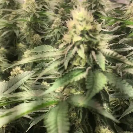 Ripper Seeds Shimo x2 + Kmintz x2