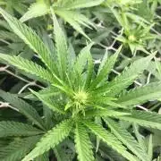 Ripper Seeds Shimo x2 + Kmintz x2