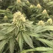 Ripper Seeds Shimo x2 + Kmintz x2