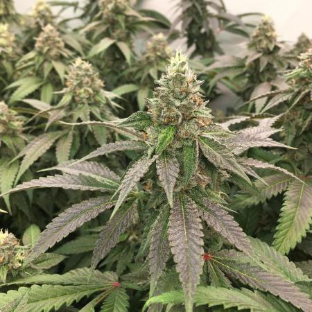 Ripper Seeds Shimo x2 + Kmintz x2