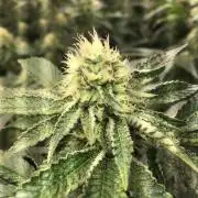 Ripper Seeds Shimo x2 + Kmintz x2