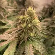 Ripper Seeds Shimo x2 + Kmintz x2