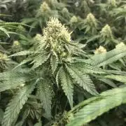 Ripper Seeds Shimo x2 + Kmintz x2