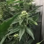 Ripper Seeds Shimo x2 + Kmintz x2