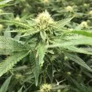 Ripper Seeds Shimo x2 + Kmintz x2