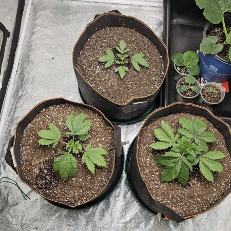 GSC 4x4