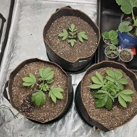 GSC 4x4