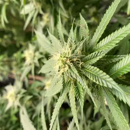 blackskull seeds stardog