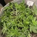 Frostbite XL Auto