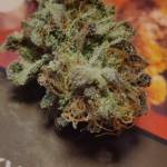 Ethos Cherry-gar-see-ya R1