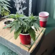 Joey G’s indoor+outdoor grow