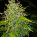 First grow Northern light