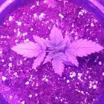 Northern Lights Auto 
